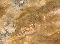 Liniparhomaloptera disparis