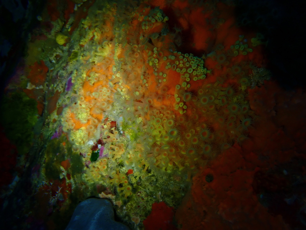 Parazoanthus elongatus