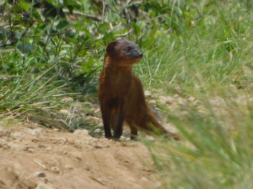 Javan Mongoose