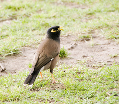 Acridotheres tristis