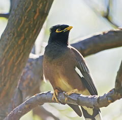 Acridotheres tristis