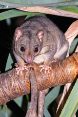 Scaly-Tailed Possum photo 2