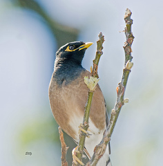 Acridotheres tristis