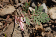 Dicentra uniflora