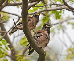 Acridotheres tristis