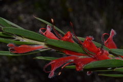 Adenanthos barbiger