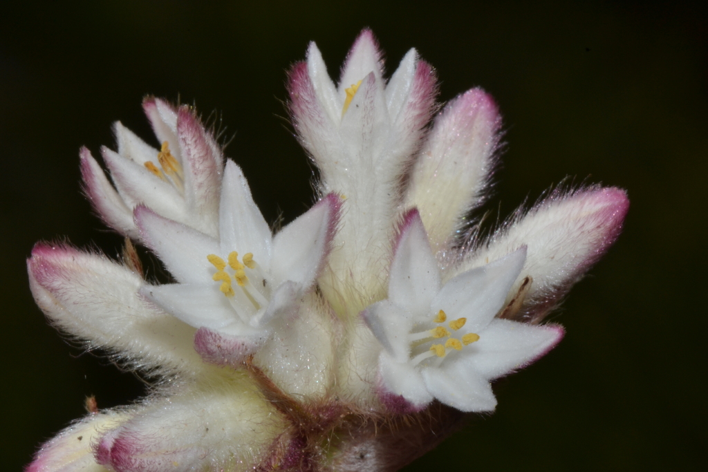 Conostylis setosa (Conostylis setosa)