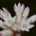 White Cottonhead - Photo (c) Tim Hammer, some rights reserved (CC BY), uploaded by Tim Hammer