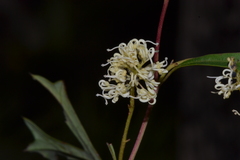Grevillea synapheae