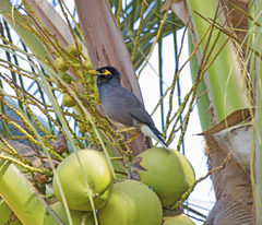 Acridotheres tristis