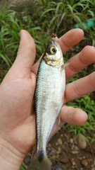 Brycon costaricensis