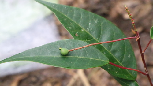 Homalanthus populneus observed 2025-09-22