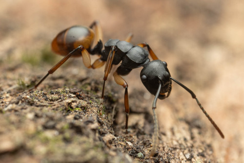 Polyrhachis maculata