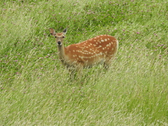Cervus nippon yesoensis