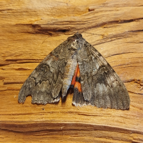 Red underwing