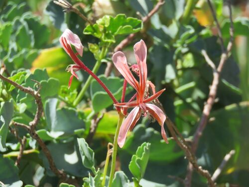 sorrel-leaved pelargonium (Pelargonium acetosum)