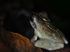 Craugastor aurilegulus