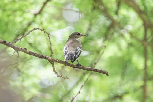 European Pied Flycatcher