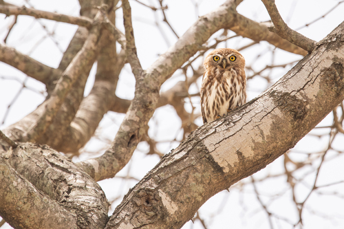 Glaucidium perlatum perlatum