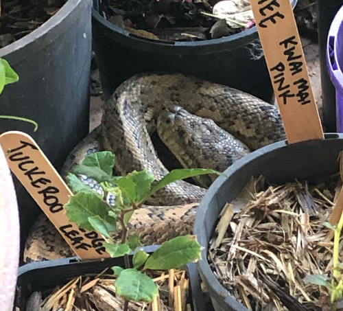 Coastal Carpet Python sighting