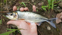 Brycon