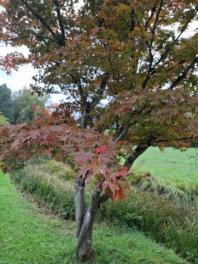 Acer palmatum