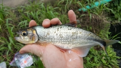 Brycon