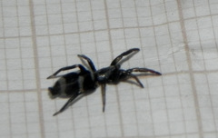 Latonigena