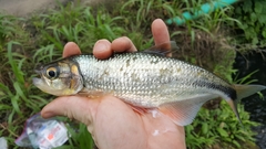 Brycon