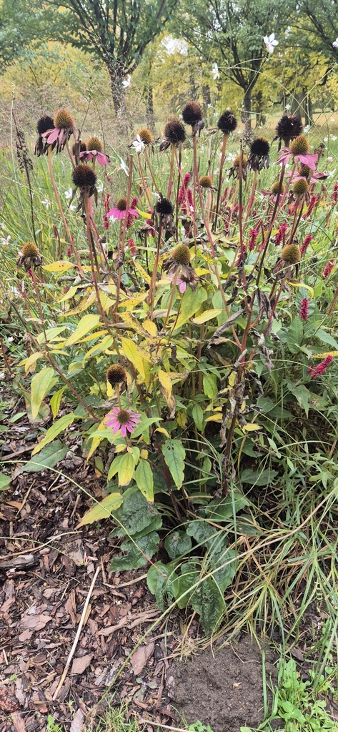 Echinacea purpurea