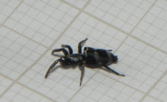 Latonigena