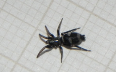 Latonigena