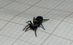 Latonigena