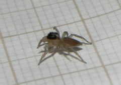 Maeota dorsalis