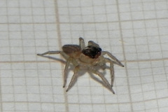 Maeota dorsalis