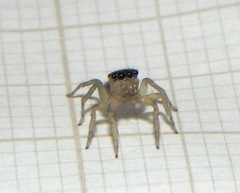 Maeota dorsalis