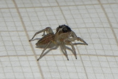 Maeota dorsalis