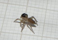 Maeota dorsalis