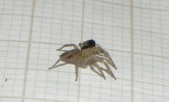 Maeota dorsalis