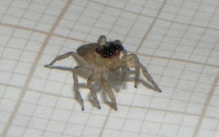 Maeota dorsalis