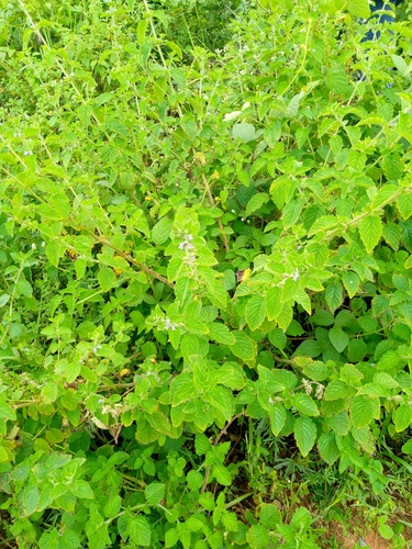 Wide Spikenard