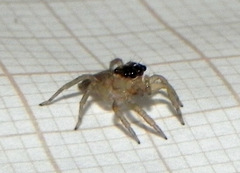 Maeota dorsalis