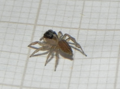 Maeota dorsalis
