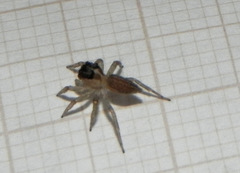 Maeota dorsalis