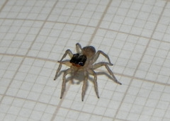 Maeota dorsalis