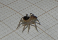 Maeota dorsalis