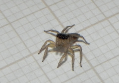 Maeota dorsalis