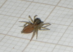 Maeota dorsalis