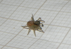Maeota dorsalis