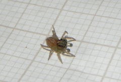 Maeota dorsalis